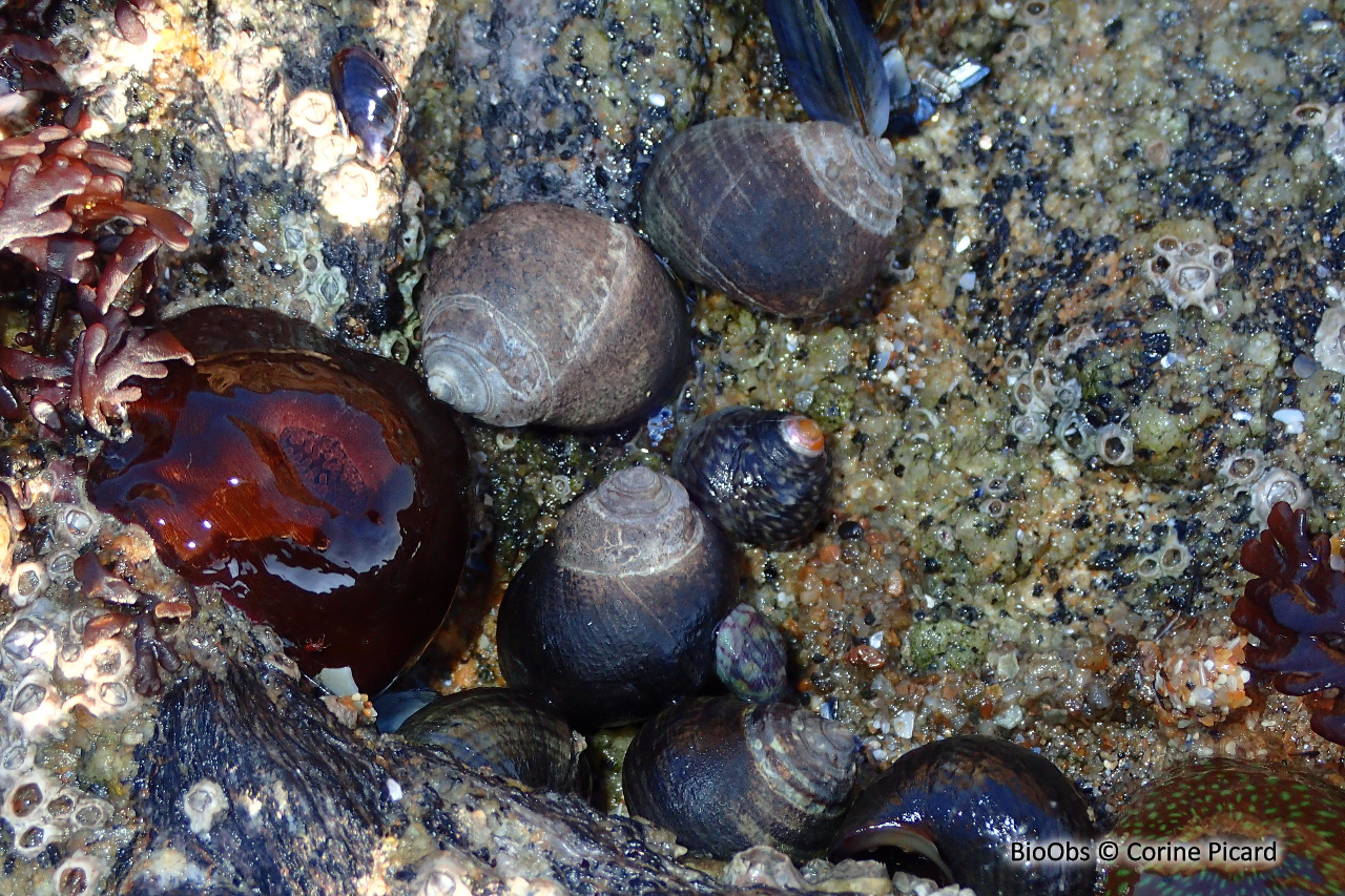 Bigorneau - Littorina littorea - Corine Picard - BioObs