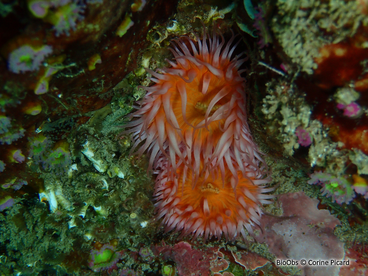 Sagartie élégante - Cylista elegans - Corine Picard - BioObs