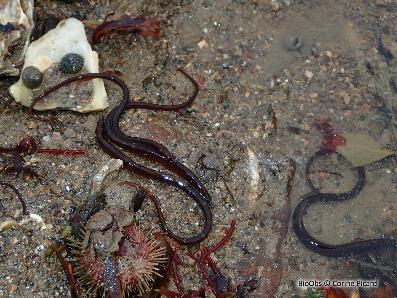 Nérophis lombric - Nerophis lumbriciformis - Corine Picard - BioObs