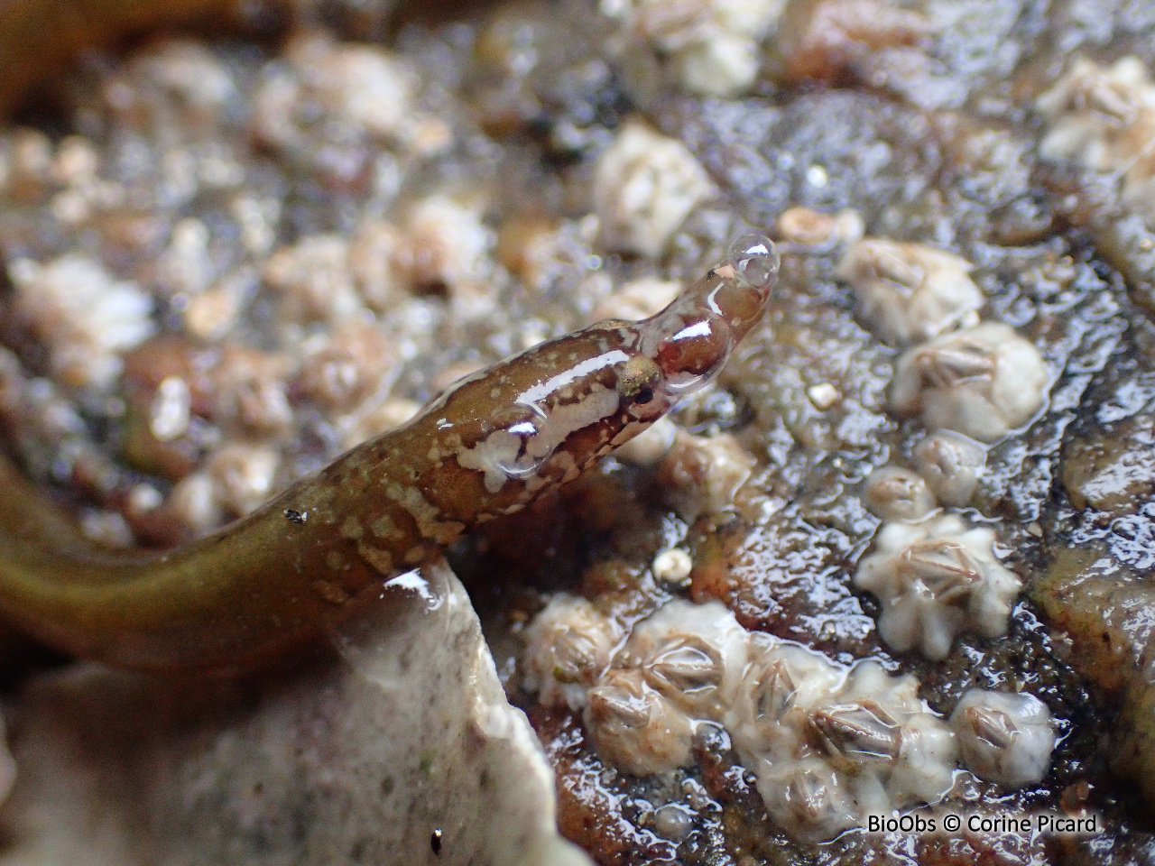 Nérophis lombric - Nerophis lumbriciformis - Corine Picard - BioObs