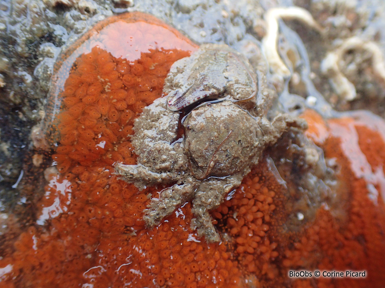 Porcellane grise - Porcellana platycheles - Corine Picard - BioObs