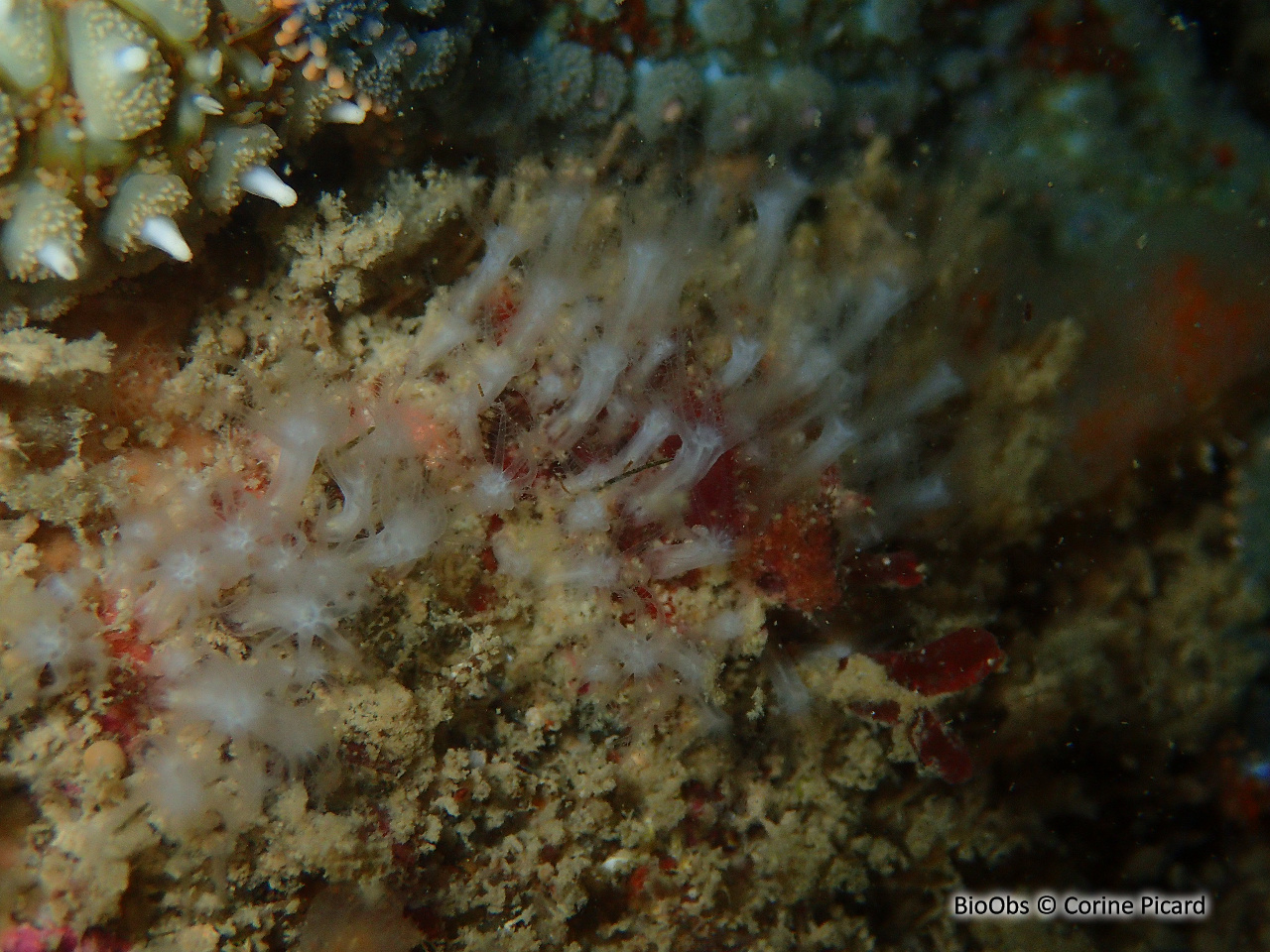 Corail corne d'abondance - Cornularia cornucopiae - Corine Picard - BioObs