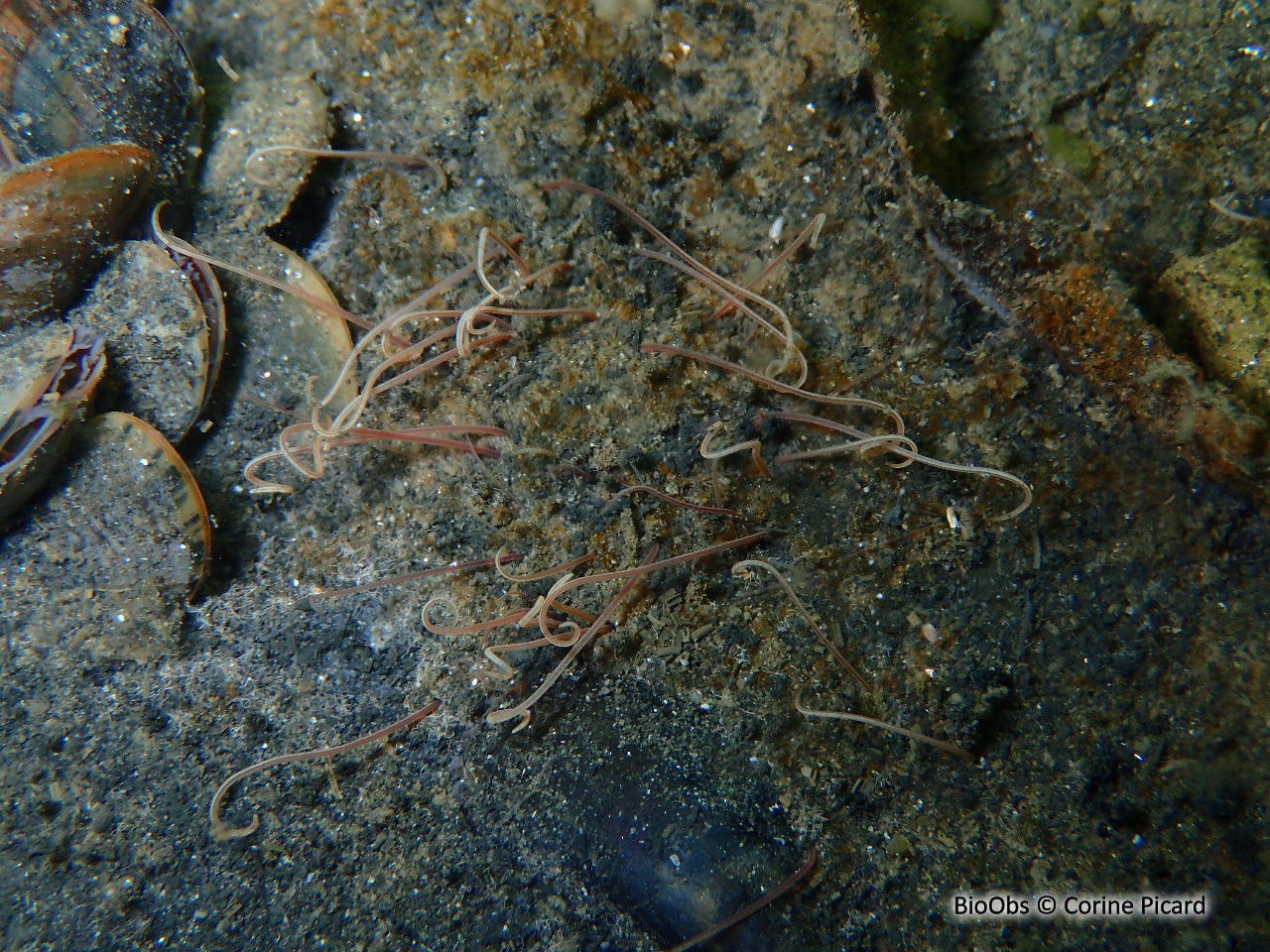 Terebelle à tentacules - Cirriformia tentaculata - Corine Picard - BioObs