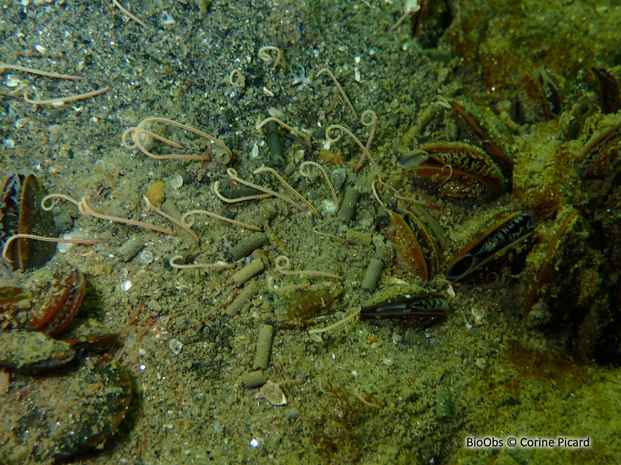 Terebelle à tentacules - Cirriformia tentaculata - Corine Picard - BioObs