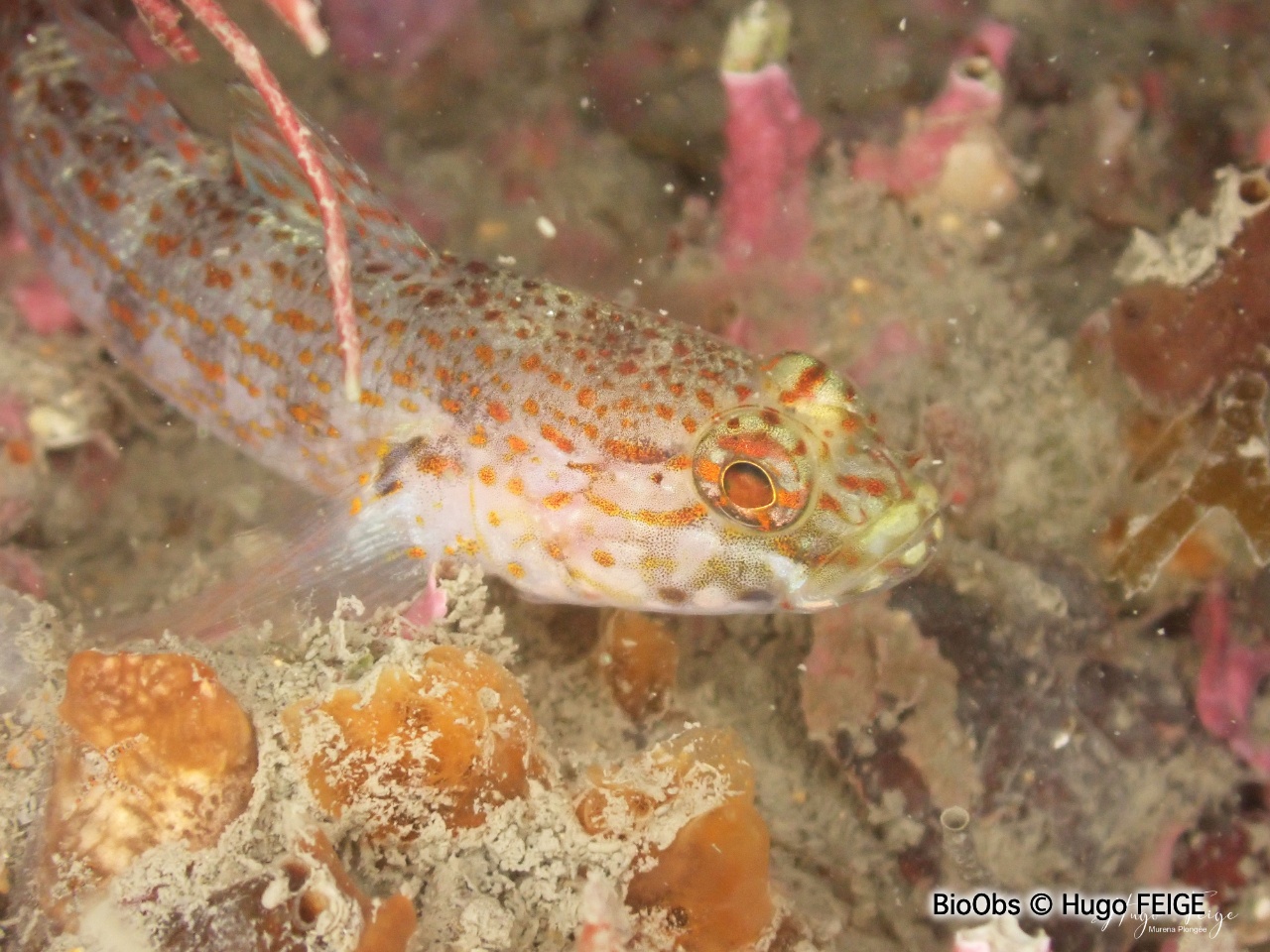 Gobie à tête jaune - Gobius xanthocephalus - Hugo FEIGE - BioObs
