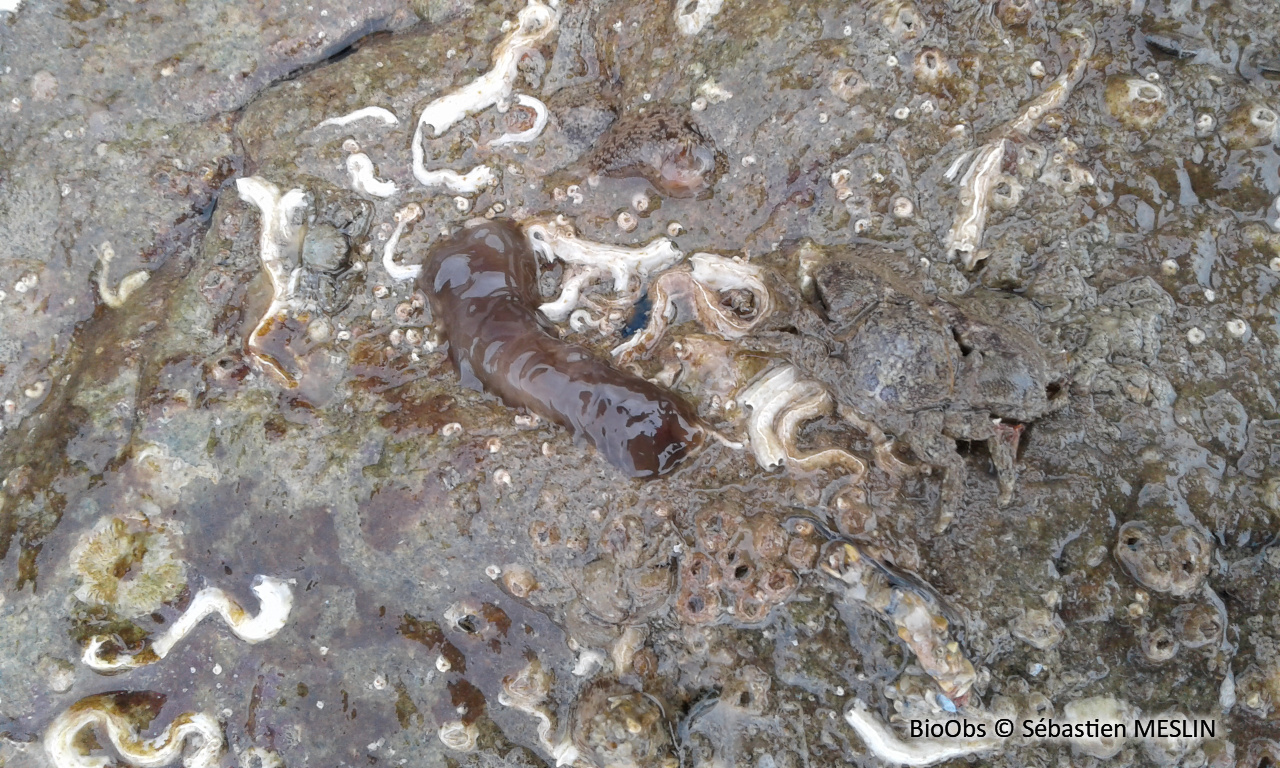 Harmothoe - Harmothoe extenuata - Sébastien MESLIN - BioObs