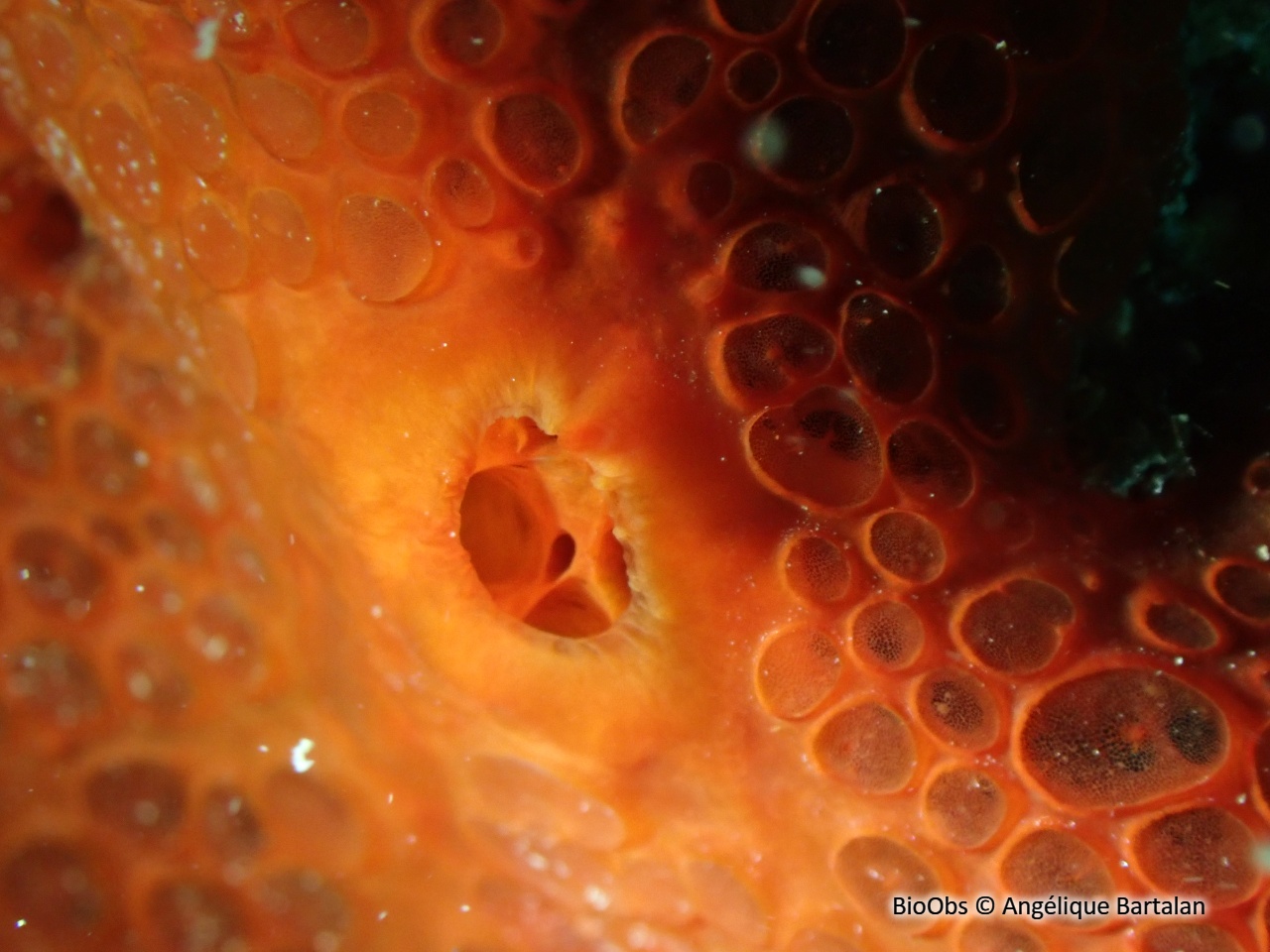 Eponge catalane rouge à cratères - Hamigera hamigera - Angélique Bartalan - BioObs