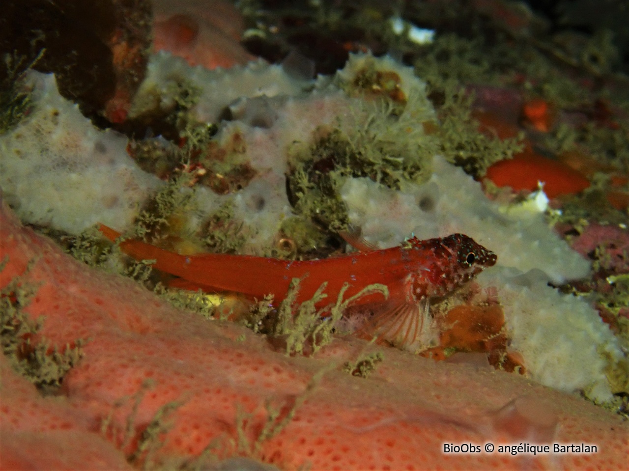 Triptérygion nain - Tripterygion melanurum - angélique Bartalan - BioObs