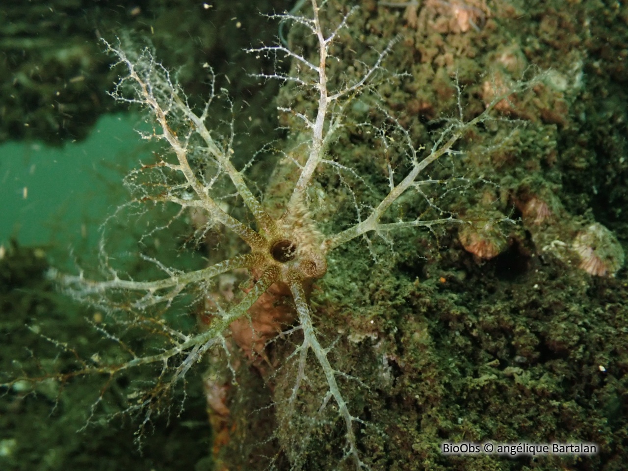 Lèche-doigts de Plancus - Ocnus planci - angélique Bartalan - BioObs