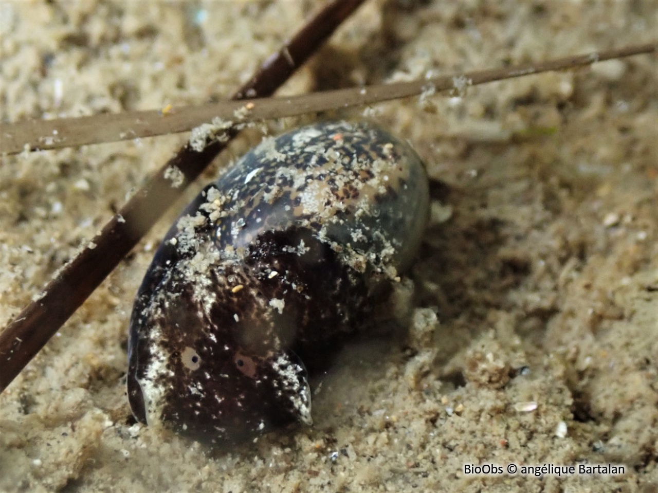 Petite bulle - Haminoea exigua - angélique Bartalan - BioObs