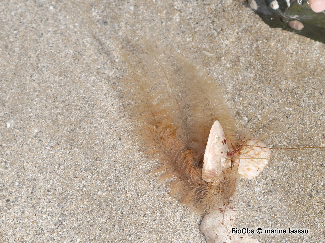 Hydraire queue d'écureuil - Sertularia cupressina - marine lassau - BioObs