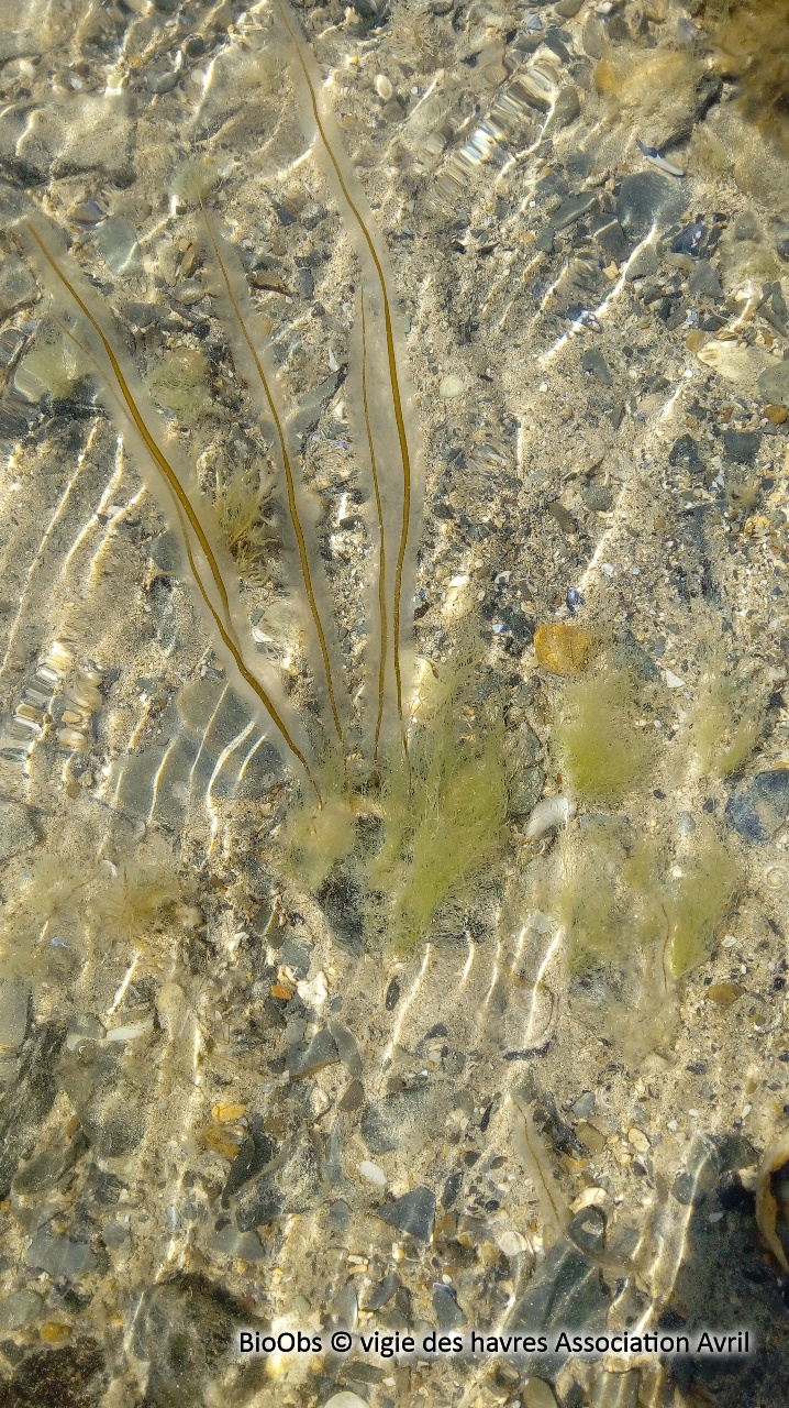 Lacet de mer - Chorda filum - vigie des havres Association Avril - BioObs