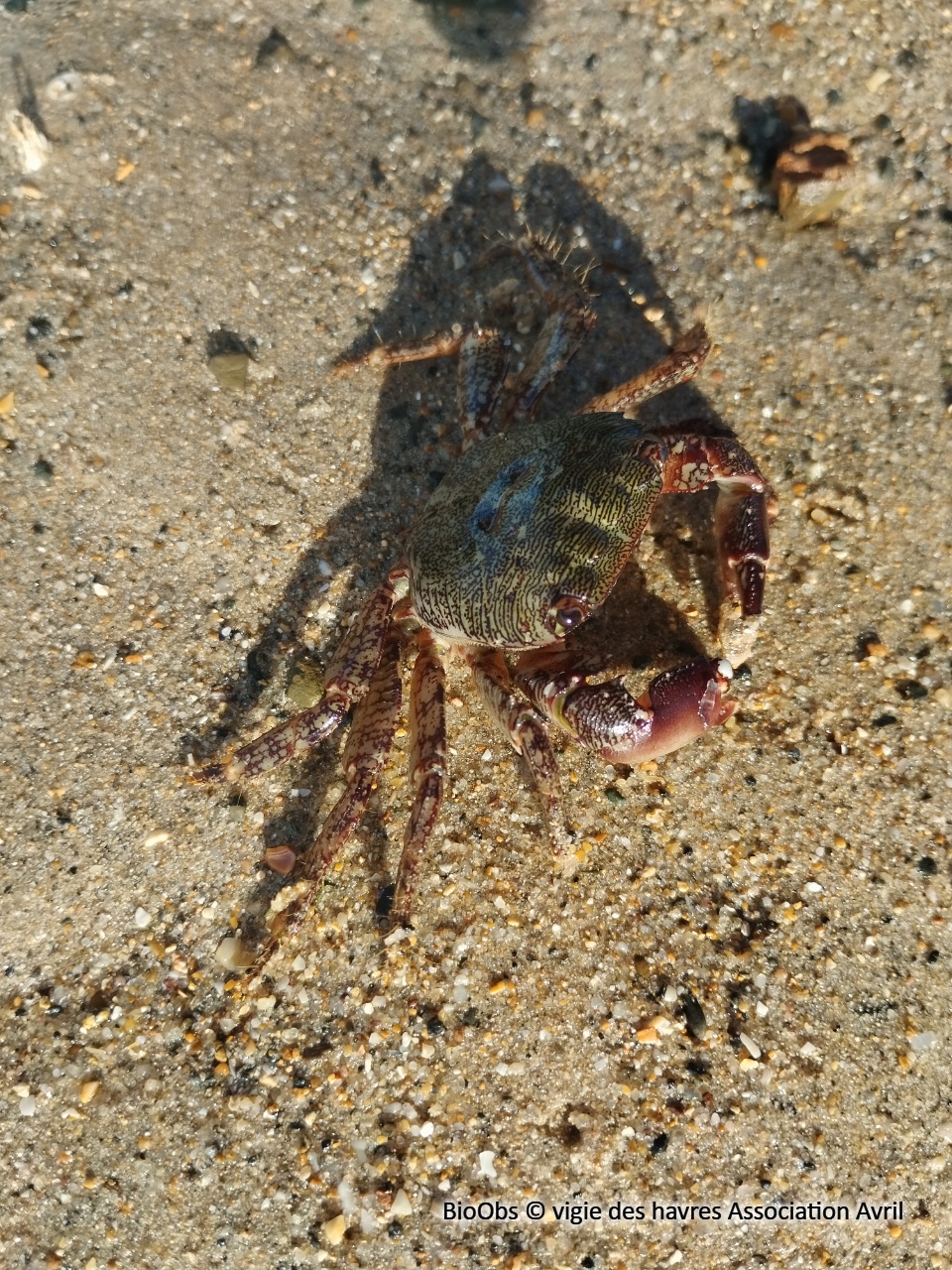 Crabe marbré - Pachygrapsus marmoratus - vigie des havres Association Avril - BioObs