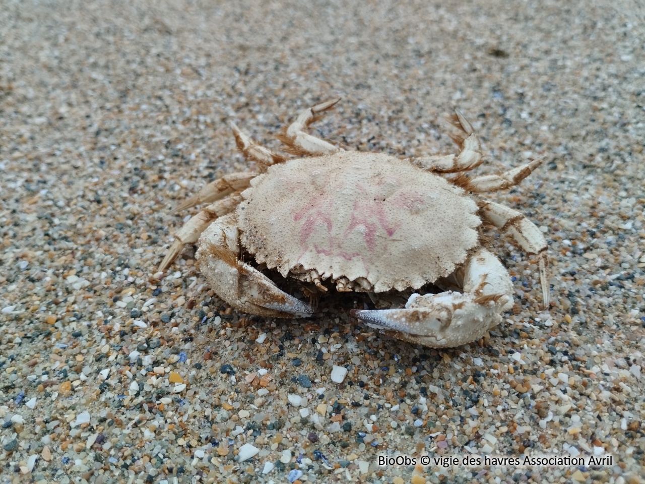 Grand crabe circulaire - Atelecyclus undecimdentatus - vigie des havres Association Avril - BioObs