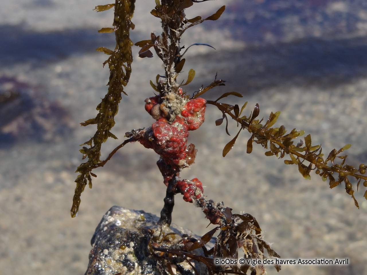 Ascidie varioleuse - Distomus variolosus - vigie des havres Association Avril - BioObs