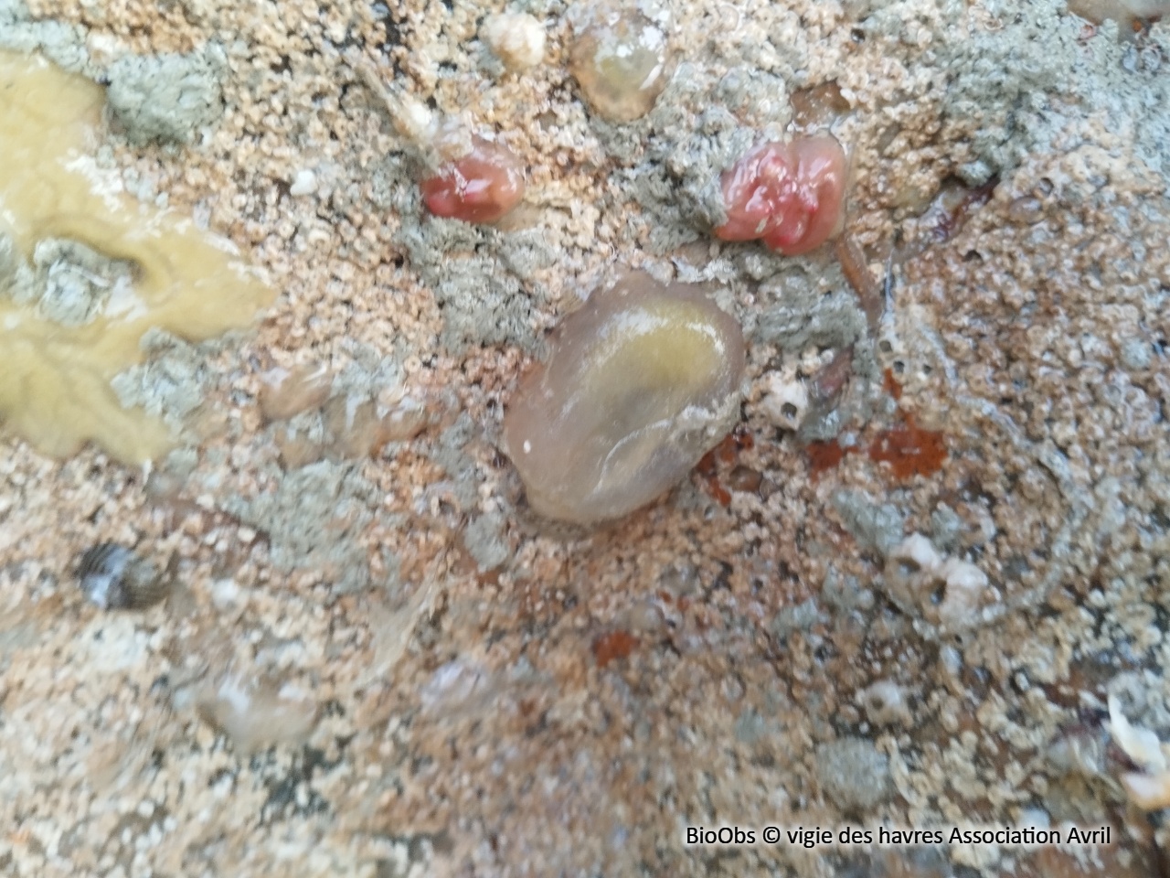 Ascidie cartilagineuse - Corella eumyota - vigie des havres Association Avril - BioObs