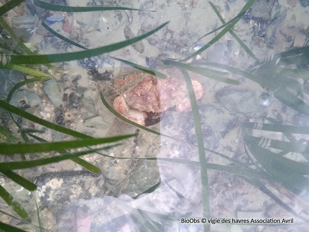 Xanthe poilu - Xantho pilipes - vigie des havres Association Avril - BioObs