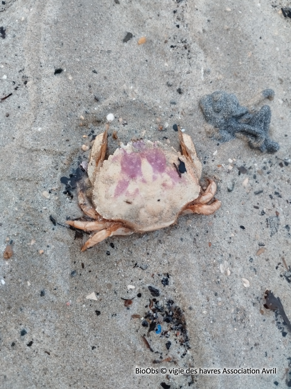 Grand crabe circulaire - Atelecyclus undecimdentatus - vigie des havres Association Avril - BioObs