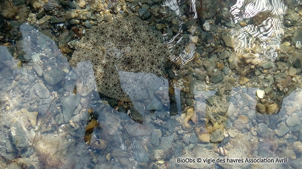 Barbue - Scophthalmus rhombus - vigie des havres Association Avril - BioObs