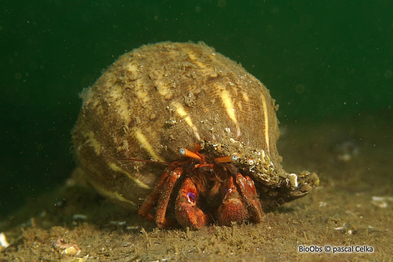 Piade - Paguristes eremita - pascal Celka - BioObs