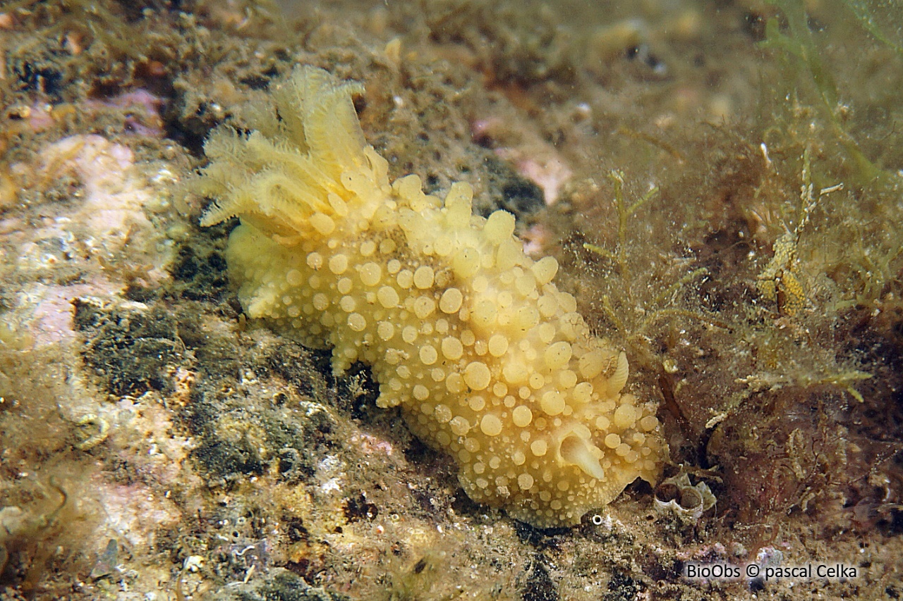 Doris verruqueuse - Doris verrucosa Doris verruqueuse - Doris verrucosa