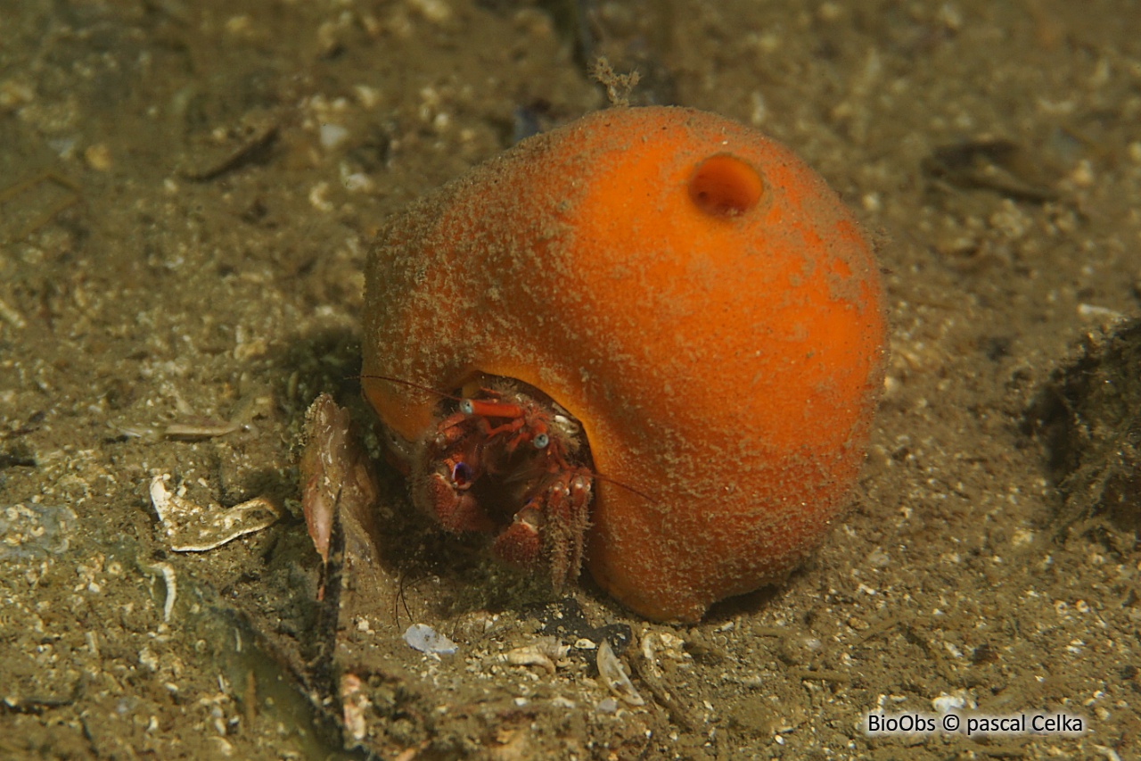 Piade - Paguristes eremita - pascal Celka - BioObs