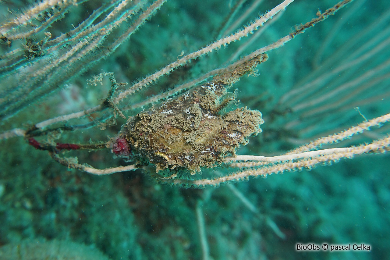 Avicule hirondelle - Pteria hirundo - pascal Celka - BioObs