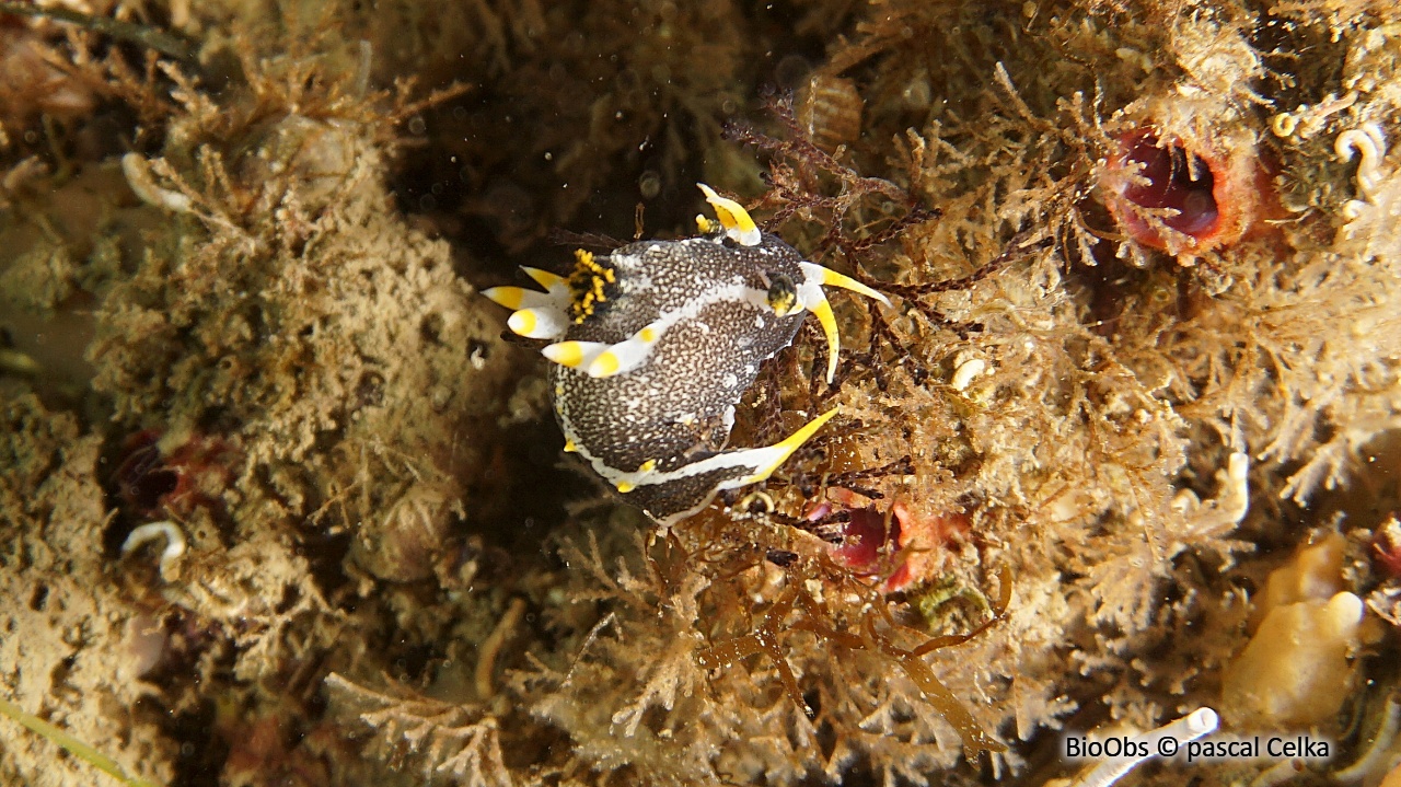 Polycère de Hedgpeth - Polycera hedgpethi - pascal Celka - BioObs