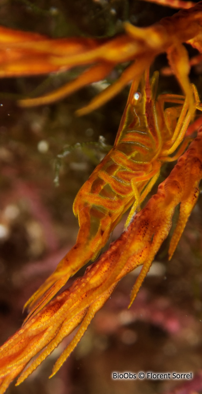 Crevette des comatules - Hippolyte prideauxiana - Florent Sorrel - BioObs
