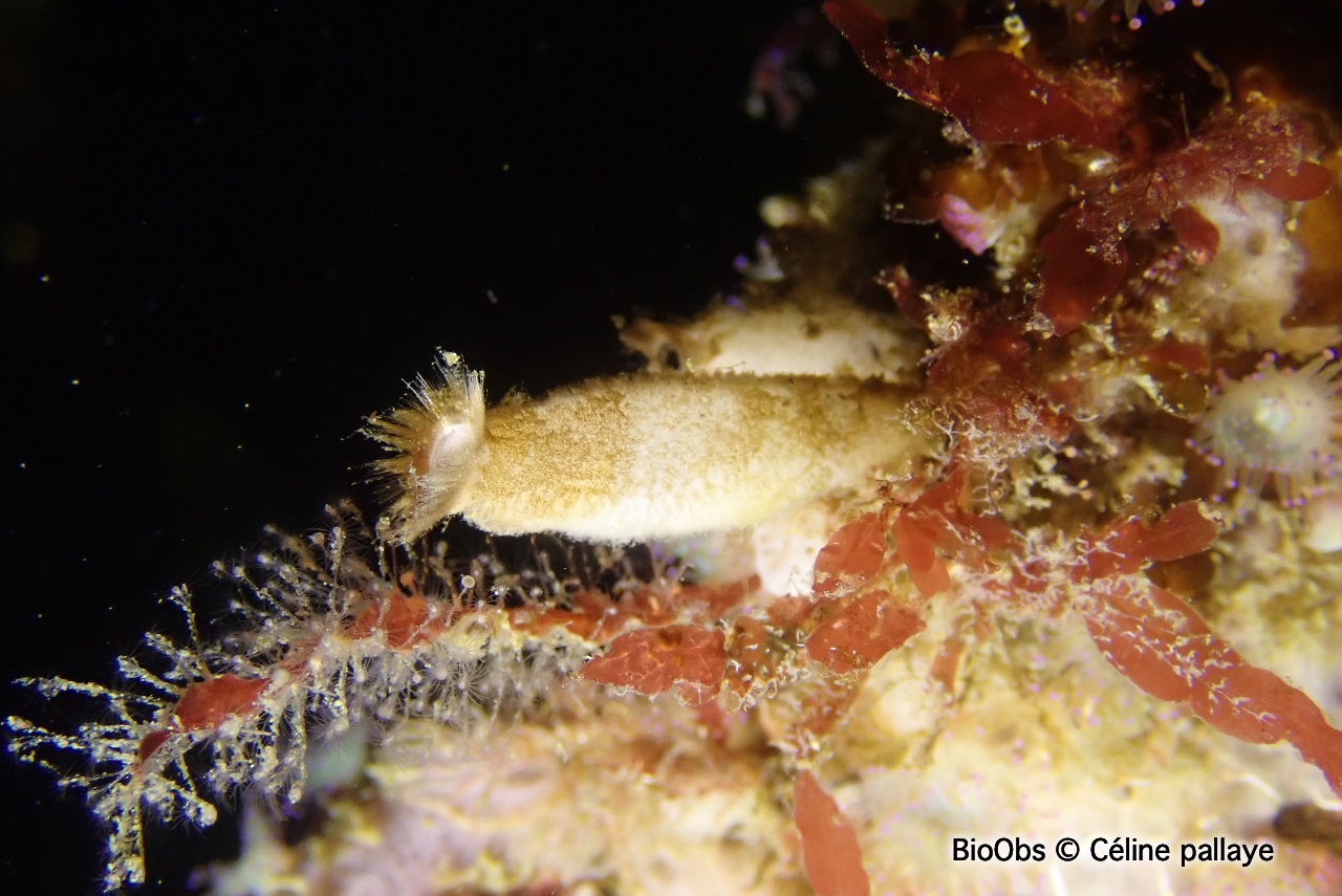 Eponge petit oeuf - Sycon ciliatum - Céline pallaye - BioObs