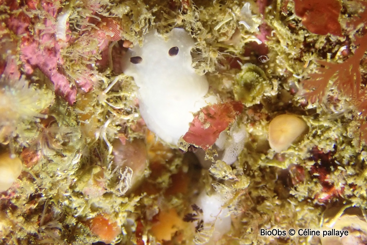 Cadline translucide - Cadlina pellucida - Céline pallaye - BioObs