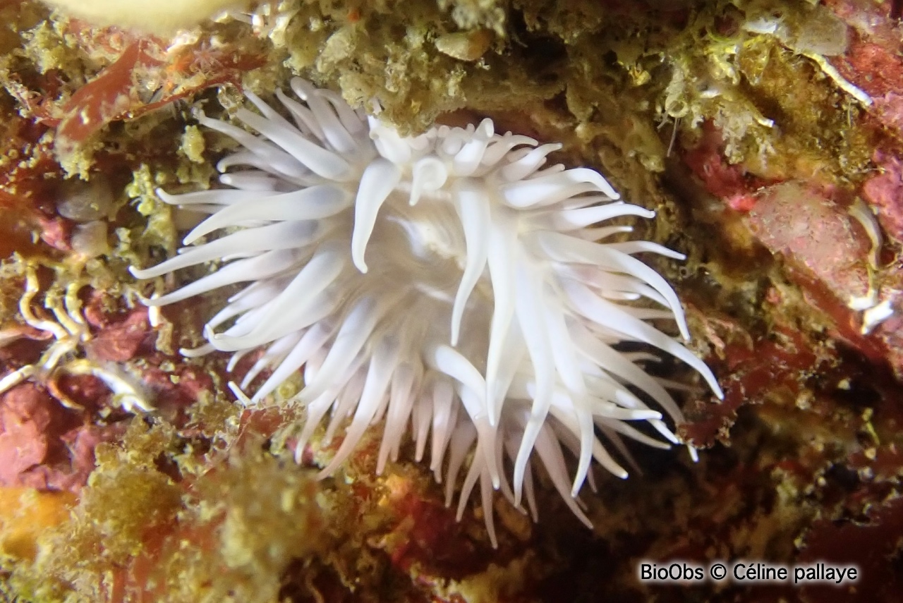 Sagartie élégante - Cylista elegans - Céline pallaye - BioObs