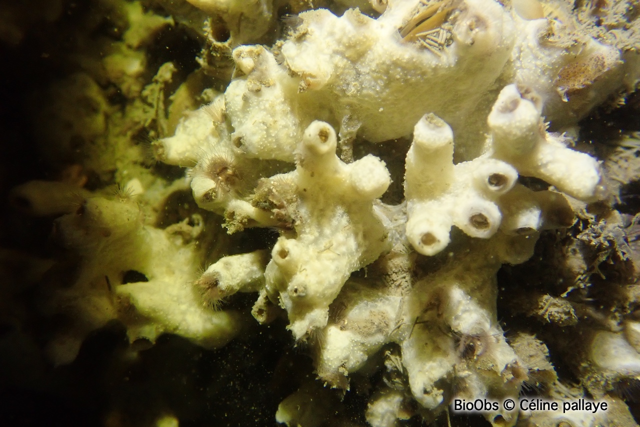 Eponge mie de pain - Halichondria (Halichondria) panicea - Céline pallaye - BioObs