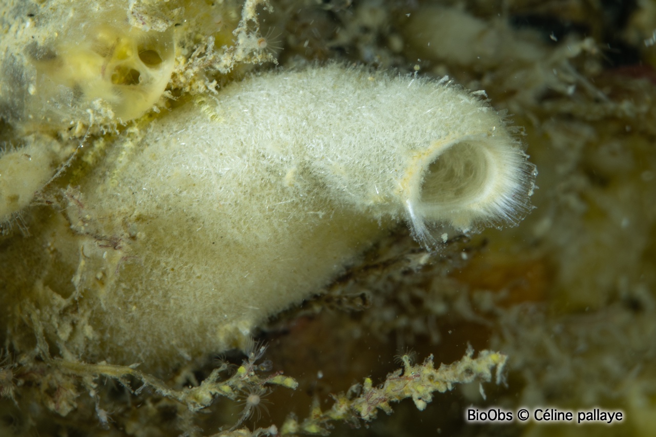 Eponge petit oeuf - Sycon ciliatum - Céline pallaye - BioObs