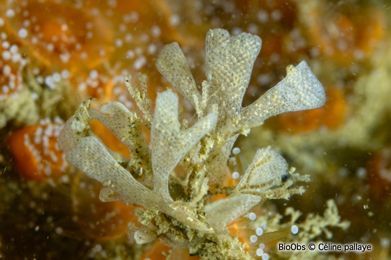 Chartelle, petite flustre - Chartella papyracea - Céline pallaye - BioObs