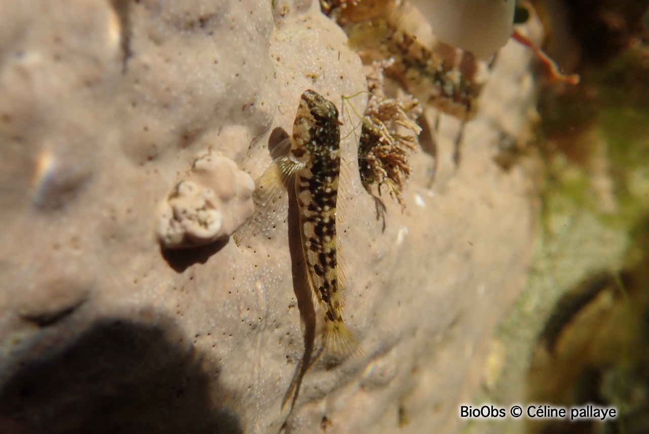 Blennie coiffée - Coryphoblennius galerita - Céline pallaye - BioObs