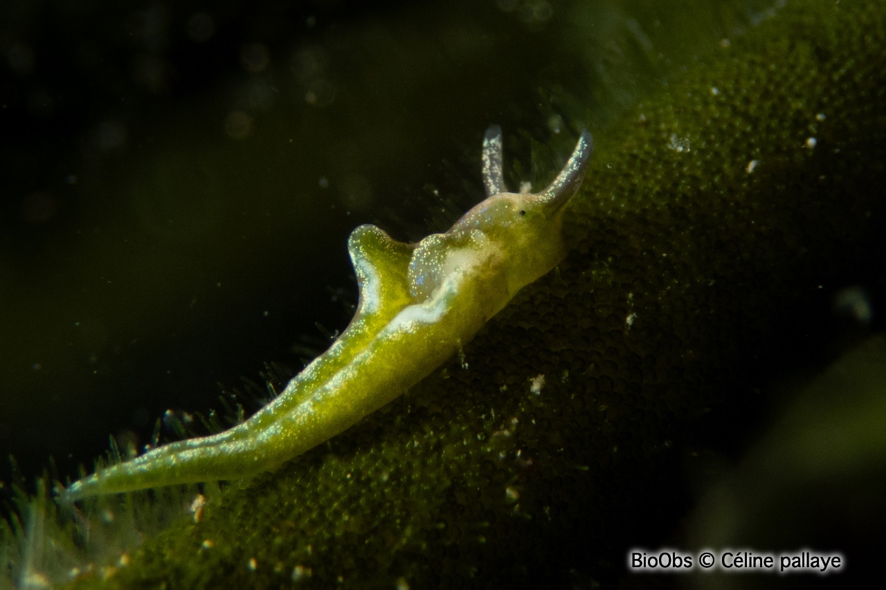 Elysie verte - Elysia viridis - Céline pallaye - BioObs