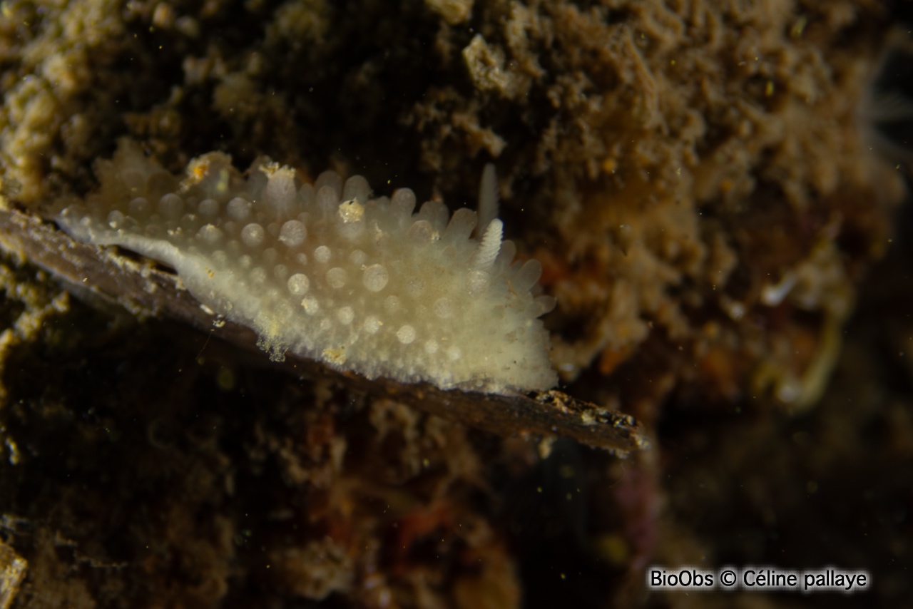 Doris verruqueuse - Doris verrucosa - Céline pallaye - BioObs