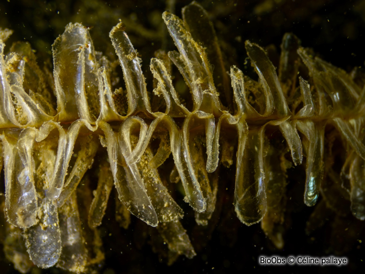 Grande nacre , Pinne noble - Pinna nobilis - Céline pallaye - BioObs