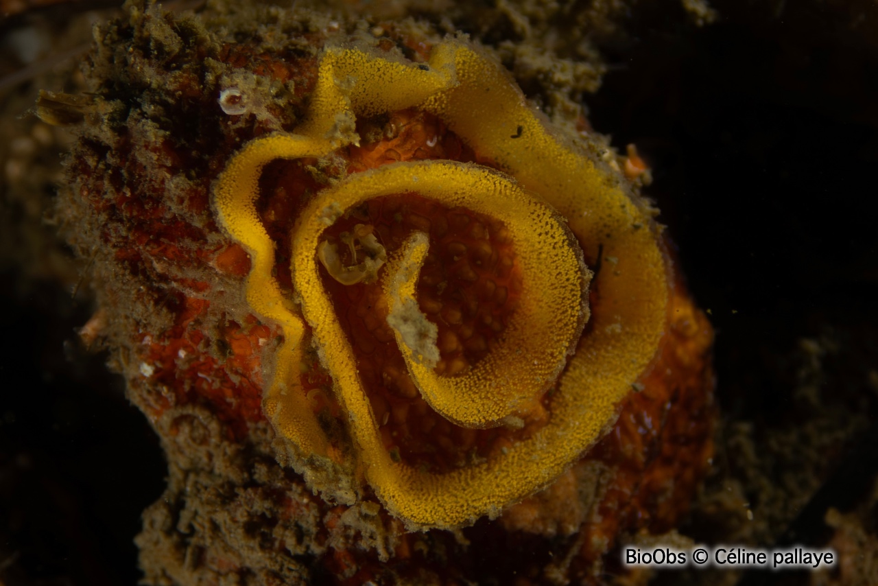 Doris marbrée ponte - Dendrodoris - Céline pallaye - BioObs