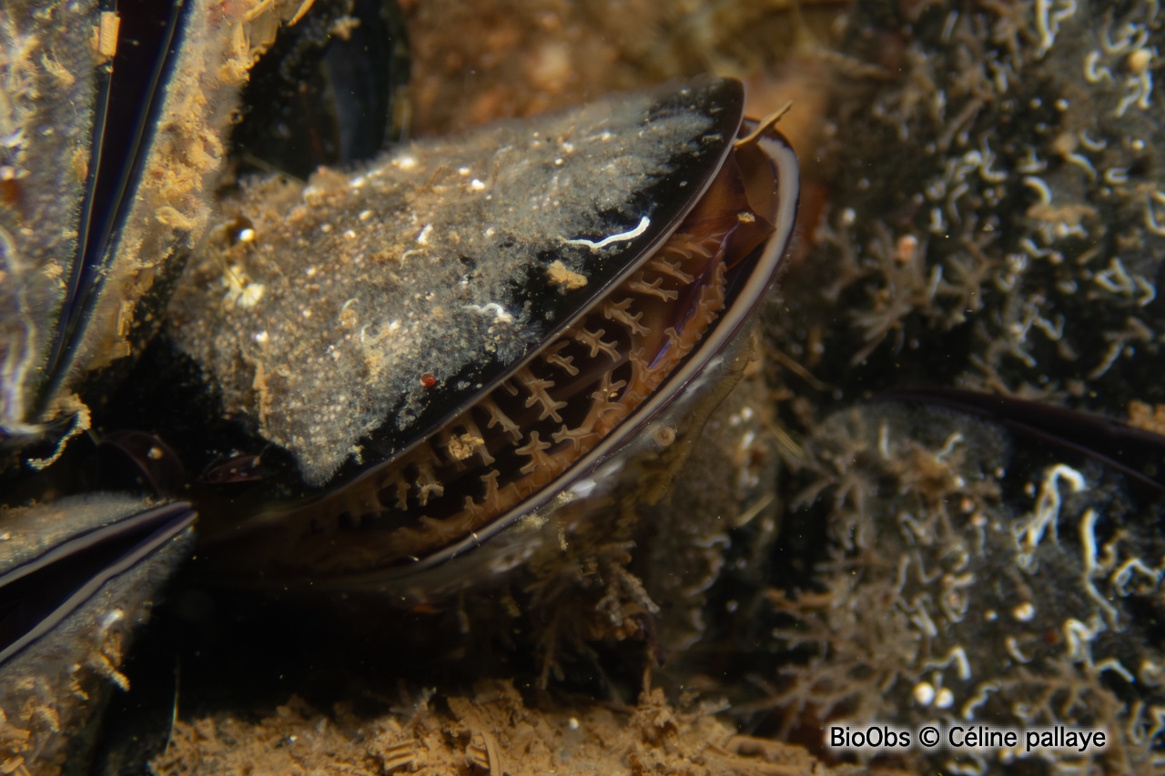 Moule de Méditerranée - Mytilus galloprovincialis - Céline pallaye - BioObs