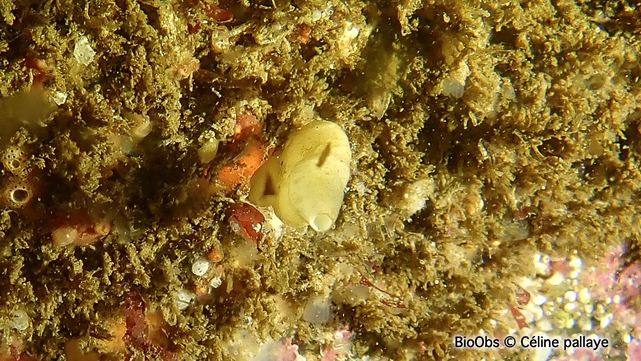 Eponge petite bourse aplatie - Grantia compressa - Céline pallaye - BioObs