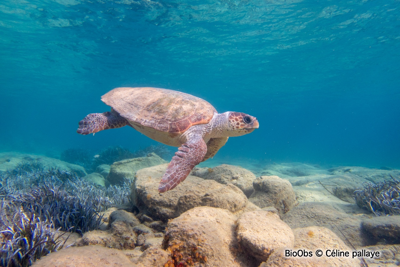 Tortue caouanne - Caretta caretta - Céline pallaye - BioObs