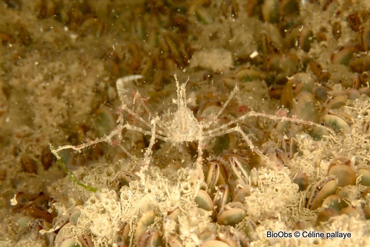Macropode à longues pattes - Macropodia tenuirostris - Céline pallaye - BioObs
