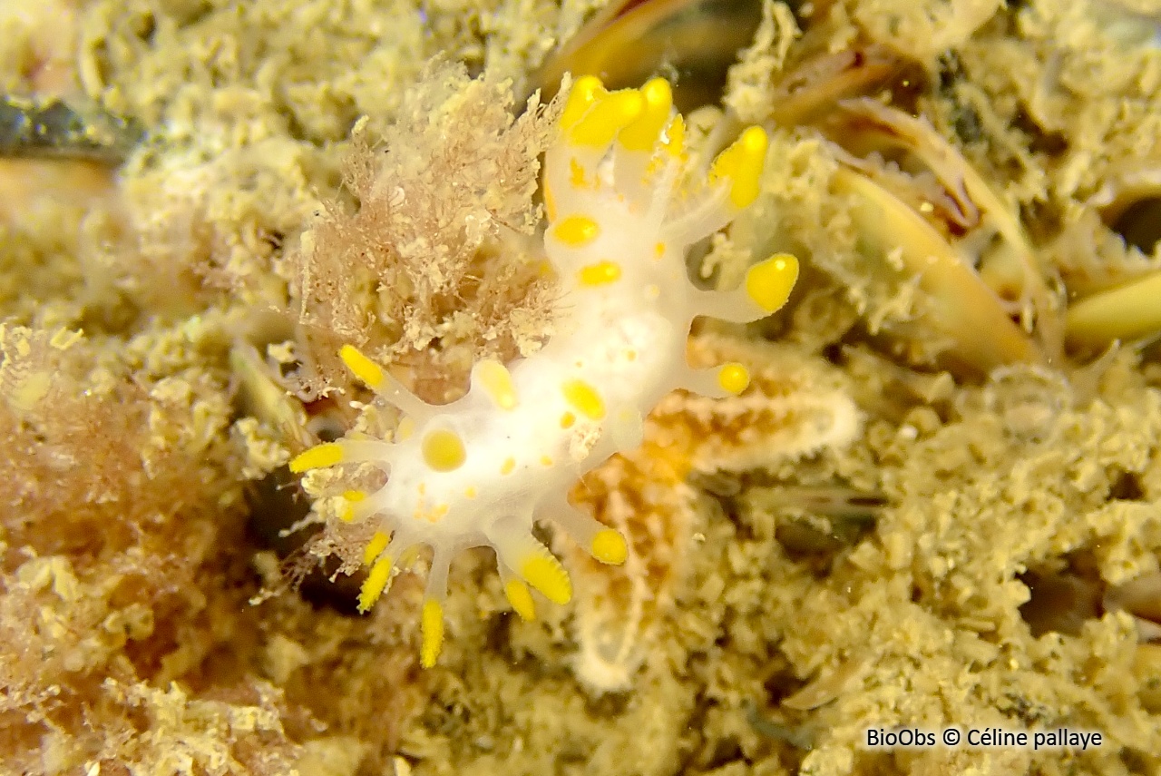 Limacia clavigère - Limacia clavigera - Céline pallaye - BioObs