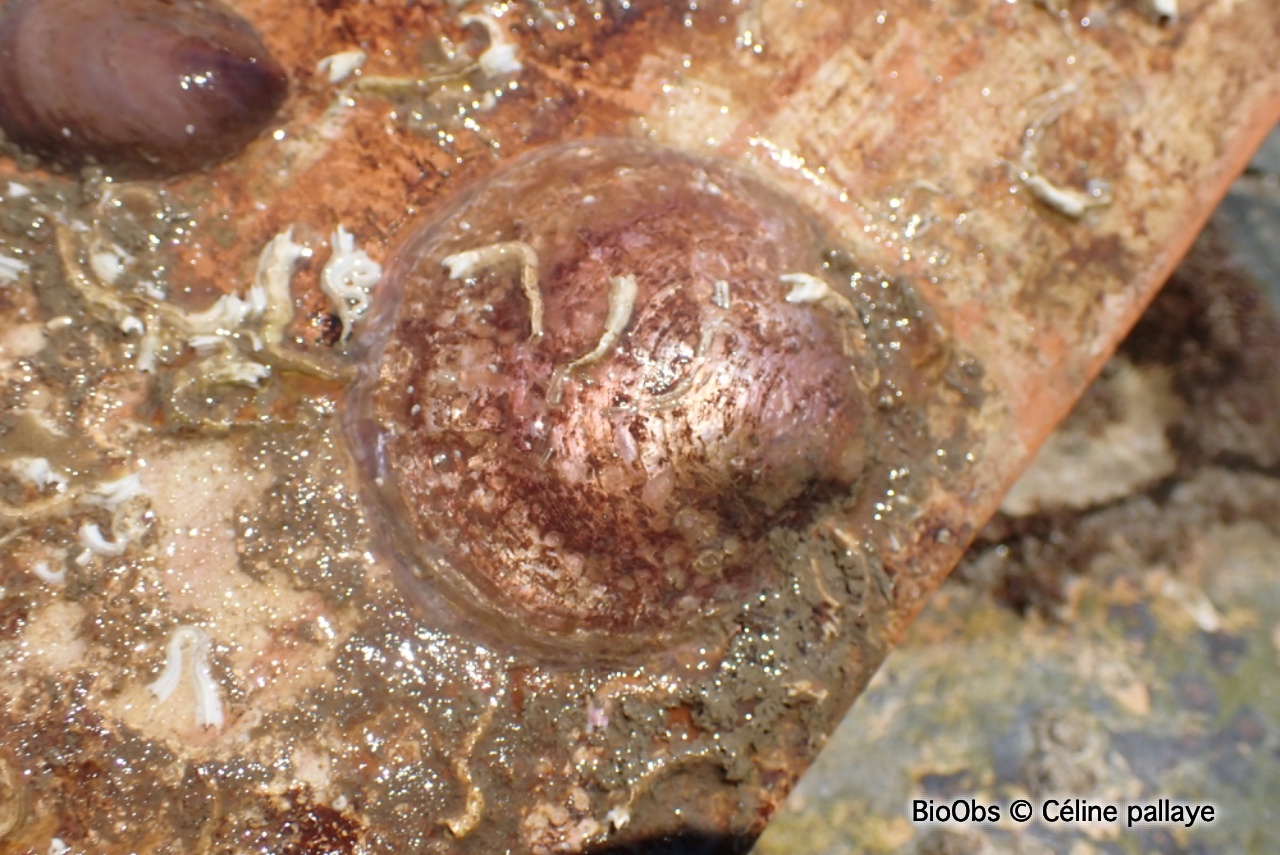 Anomie pelure d'oignon - Anomia ephippium - Céline pallaye - BioObs