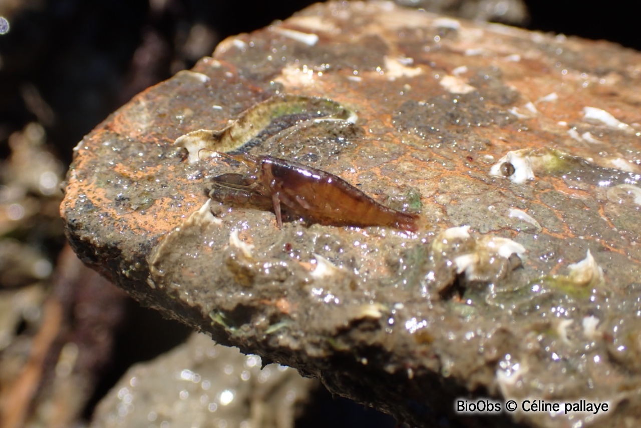 Crevette à capuchon - Athanas nitescens - Céline pallaye - BioObs