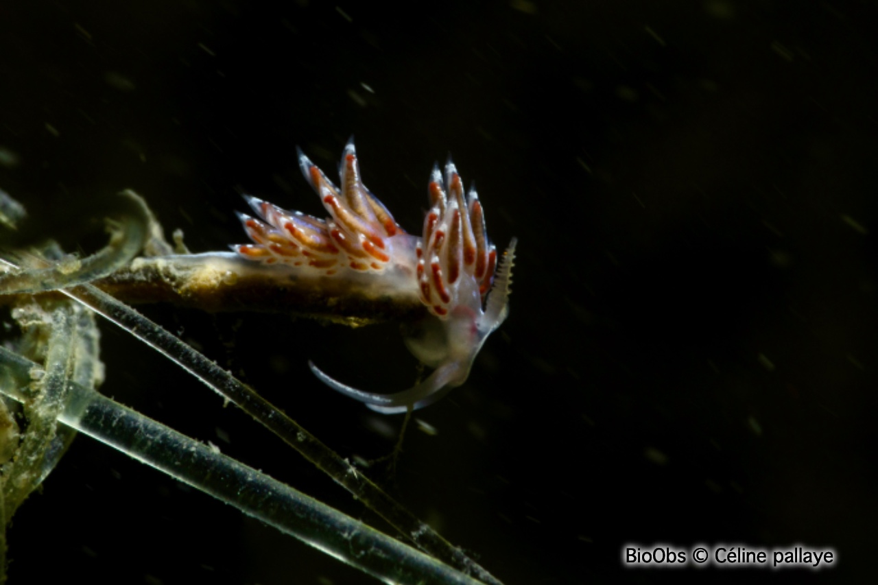 Faceline bleutée - Facelina auriculata - Céline pallaye - BioObs