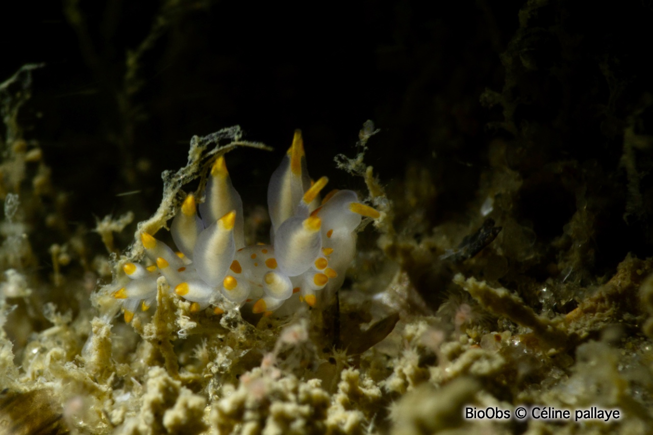 Eolis de Farran - Amphorina farrani - Céline pallaye - BioObs