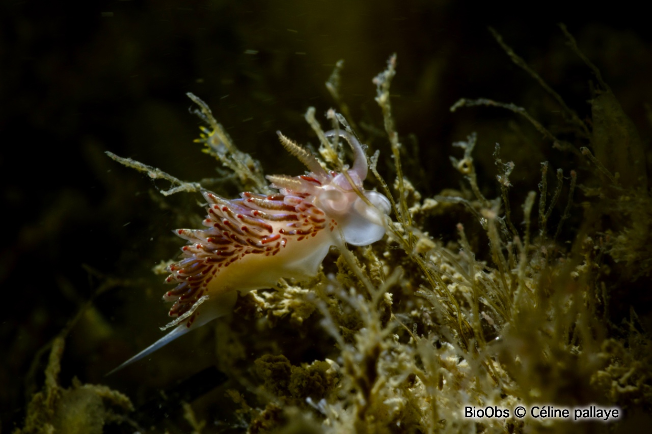 Faceline bleutée - Facelina auriculata - Céline pallaye - BioObs